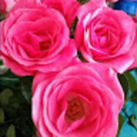 Meet your Posher, Sandra - Picture 1 of 1